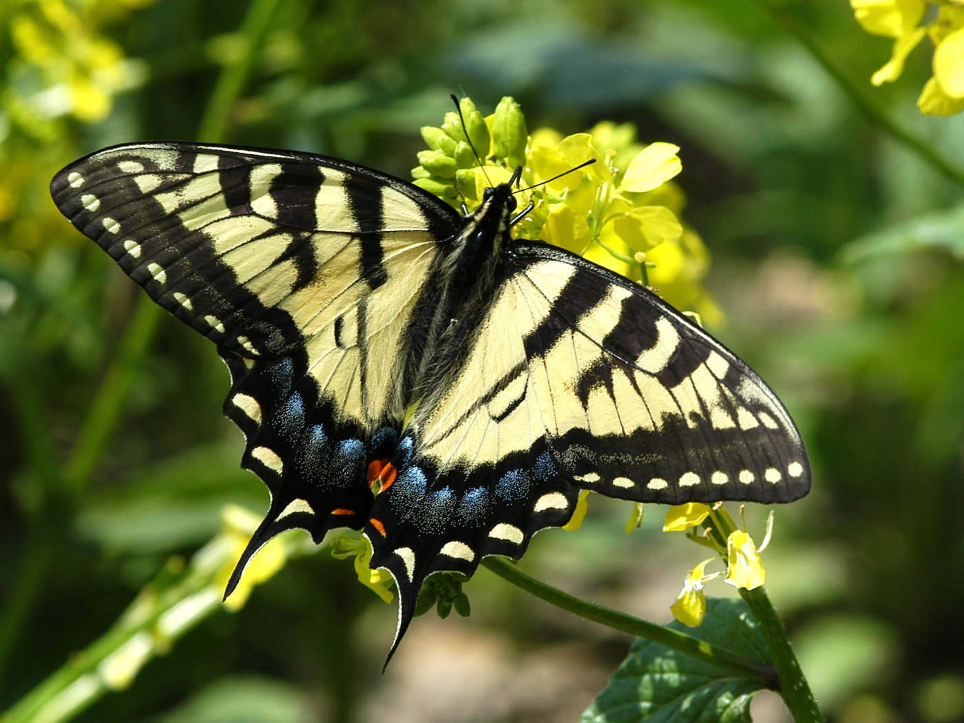 butterfly-eastern-tiger-swallowtail-06