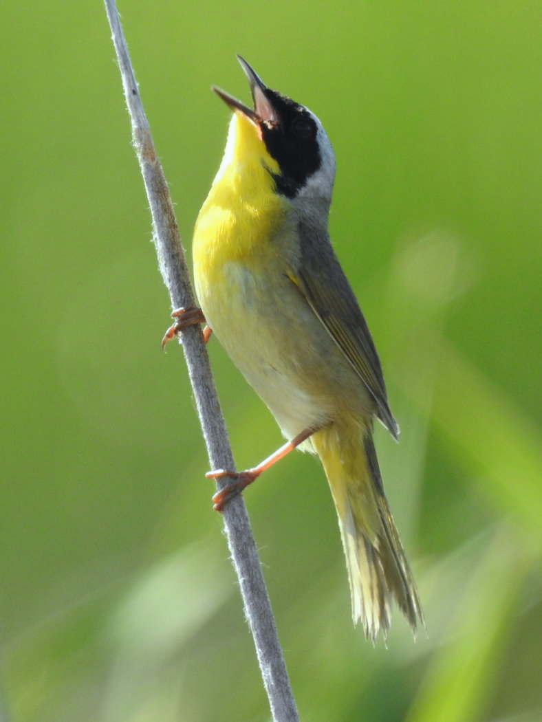 common-yellowthroat-warbler-geothlyis-trichas-male-9
