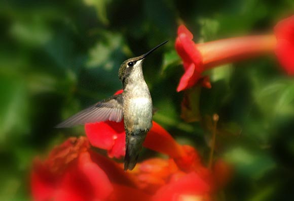 frank-humming-bird