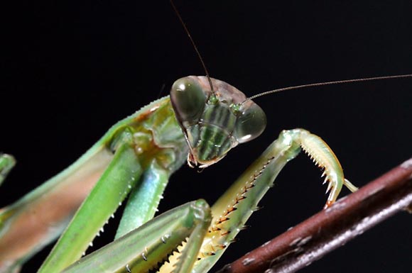 frank-praying-mantis