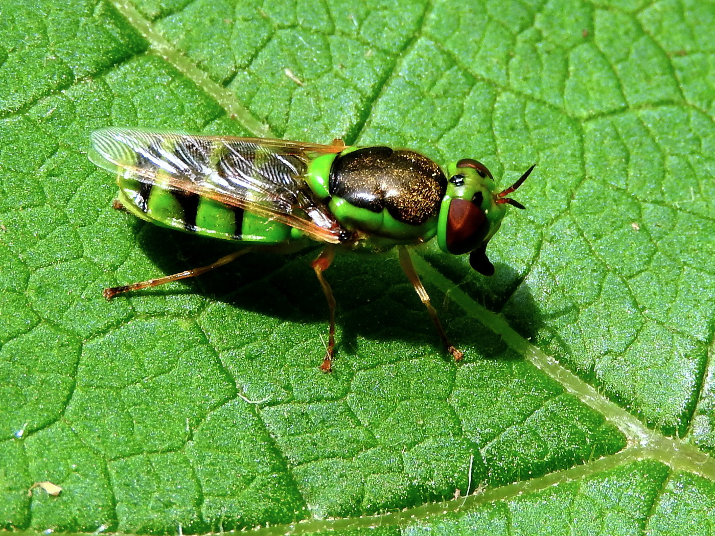 soldier-fly-odontomyia-cincta-2