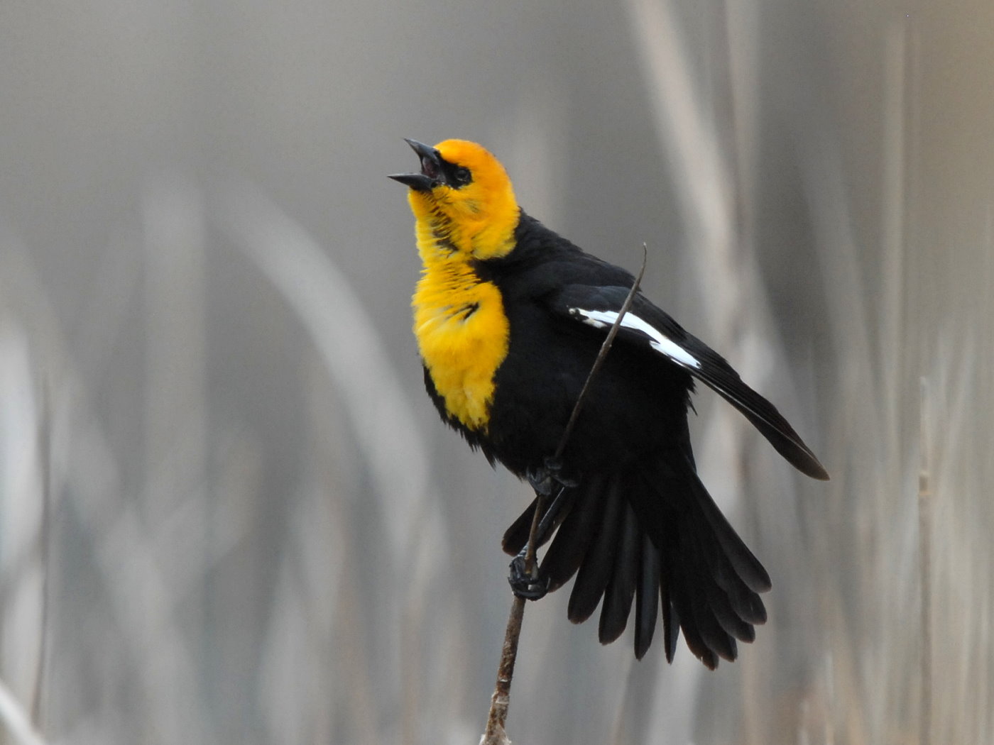 yellow-headed-blackbird-xanthocephalus-xanthocephalus-male-30