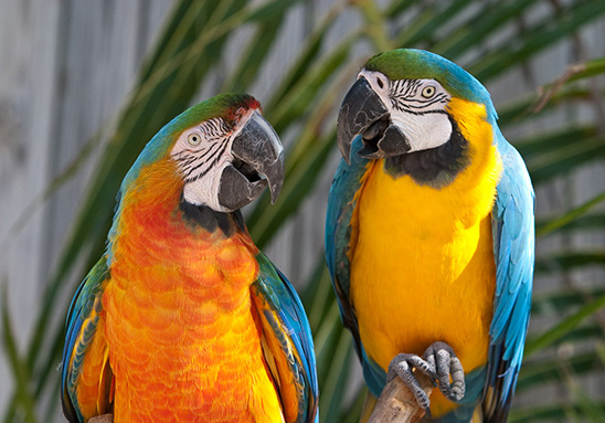 Parrot Pair