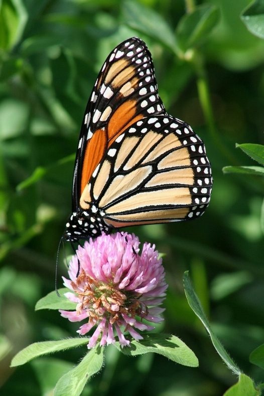 sheri-n-monarch-butterfly-on-clover.jpg