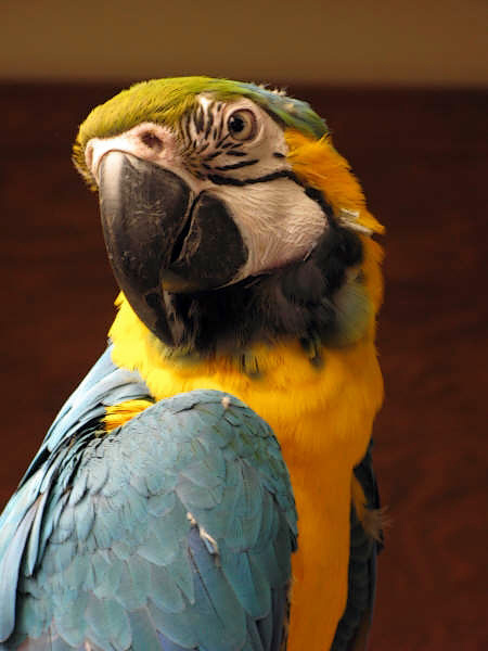 Patty___Parrots.jpg