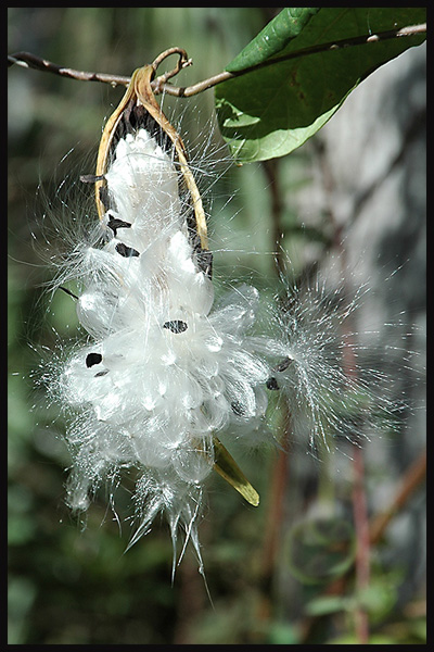 carson-plant-milkweed-pod-_1.jpg