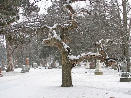 earl-r-winter-tree.jpg