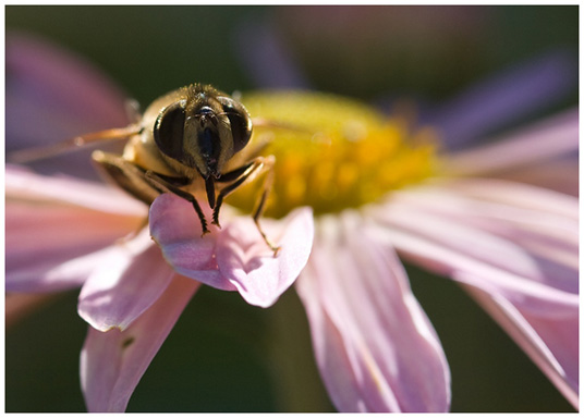 Tom Townsend_Bee_on_Coneflower