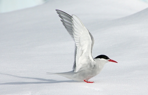 'Snow' bird
