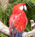 DSCN6817Parrot.jpg